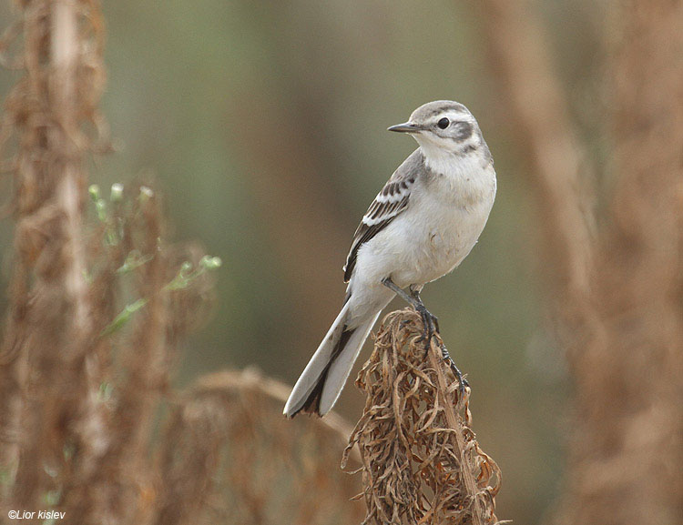    Citrine Wagtail Motacilla citreola                       , , 2010. :  